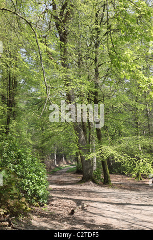 Shearwater sur Longleat Estate, Warminster, Wiltshire, Angleterre, Royaume-Uni Banque D'Images