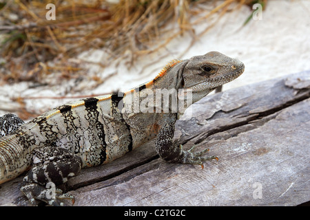 Reptile Iguana le Mexique sur la plage de sable près de bois gris Banque D'Images
