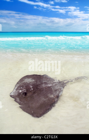 Le sud de stingray Dasyatis americana dans Caribbean Beach Contoy Mexique Banque D'Images