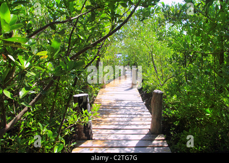 Forêt de mangrove walkway Quintana Roo Mexique jungle Banque D'Images