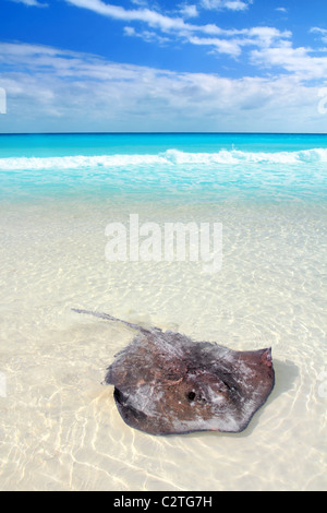 Le sud de stingray Dasyatis americana dans Caribbean Beach Contoy Mexique Banque D'Images