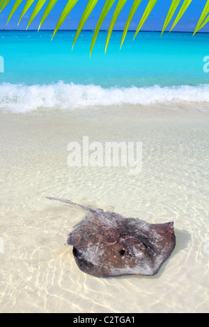 Le sud de stingray Dasyatis americana dans Caribbean Beach Contoy Mexique Banque D'Images