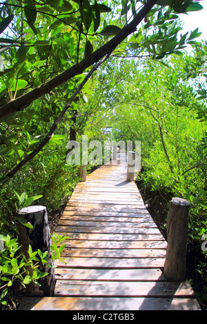 Forêt de mangrove walkway Quintana Roo Mexique jungle Banque D'Images