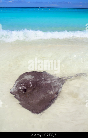 Le sud de stingray Dasyatis americana dans Caribbean Beach Contoy Mexique Banque D'Images