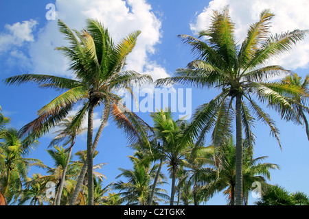 Des cocotiers ciel bleu fond typique tropical Banque D'Images