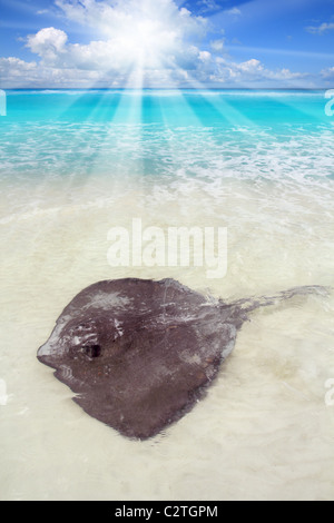 Le sud de stingray Dasyatis americana dans Caribbean Beach Contoy Mexique Banque D'Images