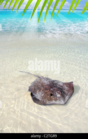 Le sud de stingray Dasyatis americana dans Caribbean Beach Contoy Mexique Banque D'Images