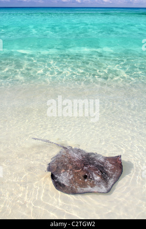 Le sud de stingray Dasyatis americana dans Caribbean Beach Contoy Mexique Banque D'Images