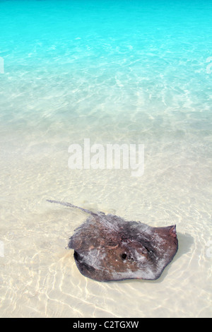 Le sud de stingray Dasyatis americana dans Caribbean Beach Contoy Mexique Banque D'Images