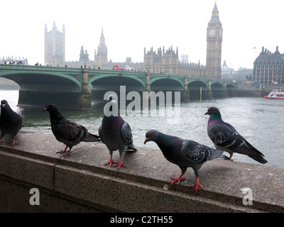 Pigeons Londres debout sur un mur le long de la digue avec la Tamise le pont de Westminster et le Parlement dans l'arrière-plan Banque D'Images