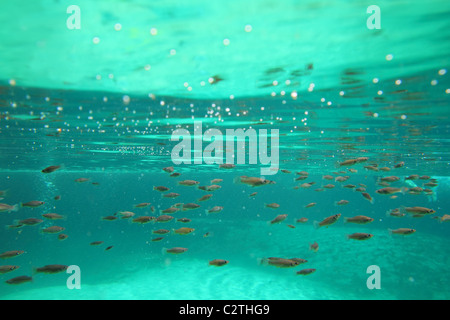 L'écosystème de mangrove petits poissons algues dans l'eau réelle suspension Banque D'Images