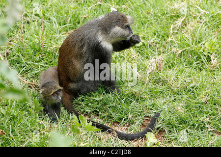 Une mère singe sykes est assis sur l'herbe avec ses jeunes au Kenya Banque D'Images