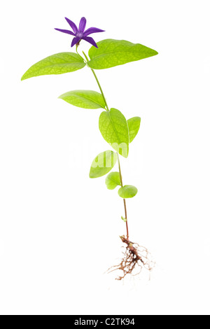 Une plus grande pervenche vinca major oxyloba isolé sur fond blanc Banque D'Images