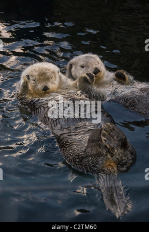 Les loutres de mer deux captifs holding paws à Vancouver Aquarium de Vancouver, British Columbia Canada Prisonnier Banque D'Images