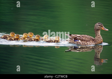 Cane colvert et les canetons nageant ensemble sur un lac dans la ville d'Anchorage. L'été dans le sud de l'Alaska. Banque D'Images