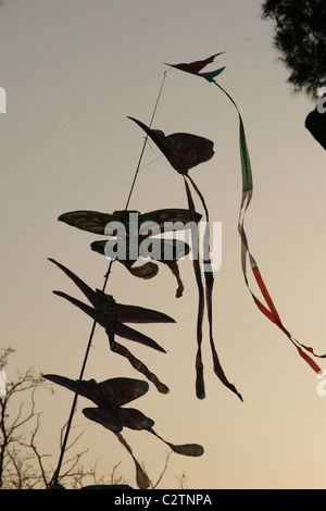 Une sélection de kites pour vendre en parc avec des arbres au coucher du soleil Banque D'Images