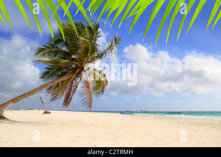 Des cocotiers plage turquoise fond typique tropical Banque D'Images