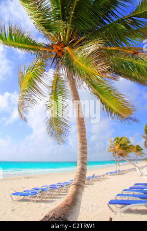 Des cocotiers typique tropical hamac bleu fond ligne beach Banque D'Images