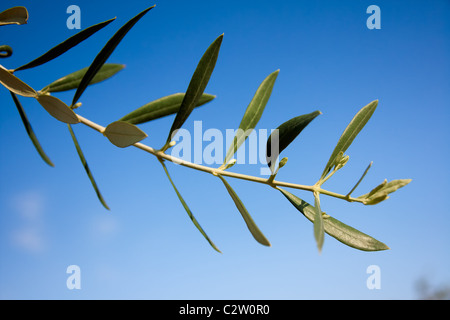 Branche d'olivier contre le ciel bleu, sans olives Banque D'Images