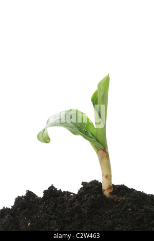 Les jeunes pousses de plantes vertes qui sortent de terre Banque D'Images