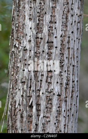 Pic maculé jaune : Sphyrapicus varius. Arbre avec trous percés par Bird à la SAP. Corkscrew Swamp, Florida, USA Banque D'Images