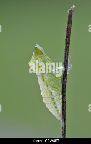 Papilio machaon Swallowtail Butterfly : Britannicus. Nymphe Banque D'Images