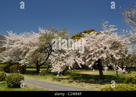 'Jardin Koishikawa Botanical Garden' - parc japonais au cours de cerisiers en fleurs (Tokyo, Japon) Banque D'Images