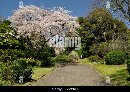 'Jardin Koishikawa Botanical Garden' - parc japonais au cours de cerisiers en fleurs (Tokyo, Japon) Banque D'Images