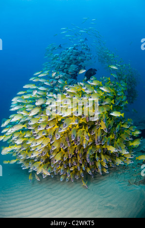 Bluestripe scolarisation vivaneaux, Lutjanus kasmira, la baie de Sodwana, Afrique du Sud Banque D'Images