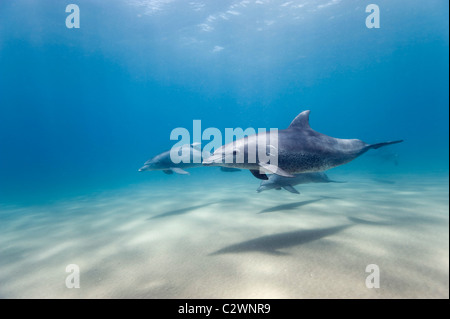 Nez de bouteille, les dauphins de la baie de Sodwana, Afrique du Sud, de l'Océan Indien Banque D'Images