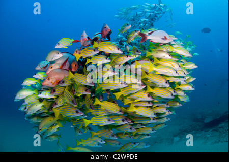 Bluestripe scolarisation vivaneaux, Lutjanus kasmira et le rorqual à bosse, Snapper Lutjanus gibbus, la baie de Sodwana, Afrique du Sud Banque D'Images