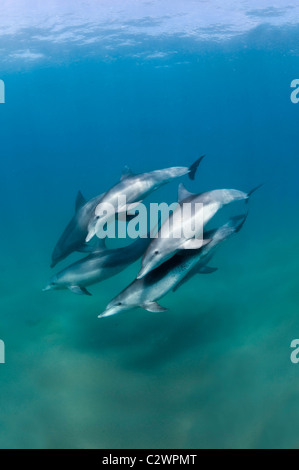 Nez de bouteille, les dauphins de la baie de Sodwana, Afrique du Sud, de l'Océan Indien Banque D'Images