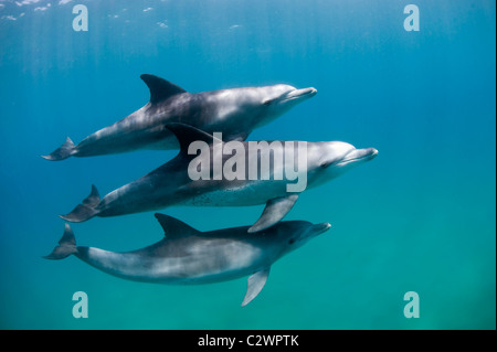 Nez de bouteille, les dauphins de la baie de Sodwana, Afrique du Sud, de l'Océan Indien Banque D'Images