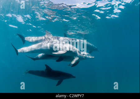 Nez de bouteille, les dauphins de la baie de Sodwana, Afrique du Sud, de l'Océan Indien Banque D'Images