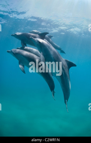 Nez de bouteille, les dauphins de la baie de Sodwana, Afrique du Sud, de l'Océan Indien Banque D'Images