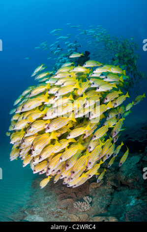 Bluestripe scolarisation vivaneaux, Lutjanus kasmira, la baie de Sodwana, Afrique du Sud Banque D'Images