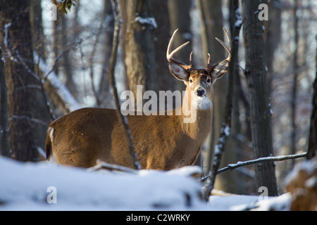 Grand cerf mâle de 8 points dans le bois d'hiver. Banque D'Images