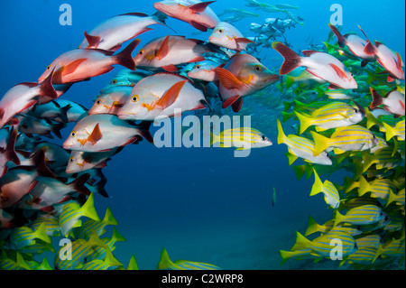 Bluestripe scolarisation vivaneaux, Lutjanus kasmira et le rorqual à bosse, Snapper Lutjanus gibbus, la baie de Sodwana, Afrique du Sud Banque D'Images