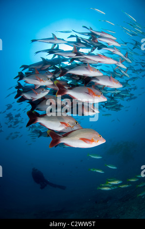 La scolarisation, Lutjanus gibbus vivaneau à bosse, de la baie de Sodwana, Afrique du Sud Banque D'Images