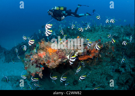 L'école petit bannerfish ou fanion médiocre, Heniochus diphreutes et scuba diver, la baie de Sodwana, Afrique du Sud Banque D'Images