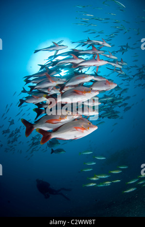 La scolarisation, Lutjanus gibbus vivaneau à bosse, de la baie de Sodwana, Afrique du Sud Banque D'Images