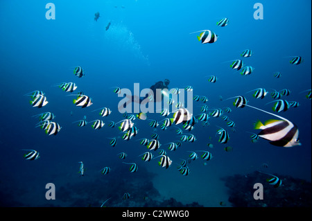 L'école petit bannerfish ou fanion médiocre, Heniochus diphreutes et scuba diver, la baie de Sodwana, Afrique du Sud Banque D'Images