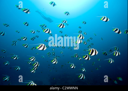 L'école petit bannerfish ou fanion médiocre, Heniochus diphreutes et scuba diver, la baie de Sodwana, Afrique du Sud Banque D'Images