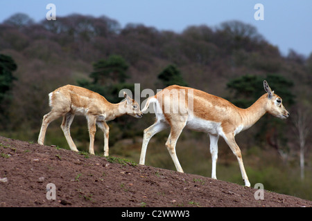 (Antilope cervicapra blackbuck femelle) et son faon. Prise à West Midlands Safari Park, Angleterre, Royaume-Uni Banque D'Images