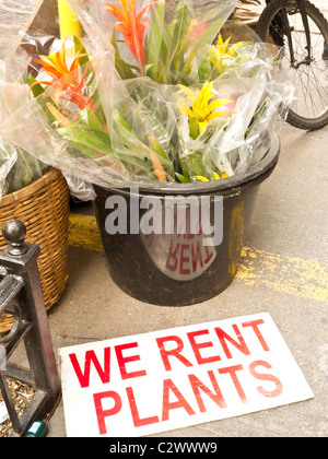Quartier des fleurs, W 28th Street, New York City Banque D'Images