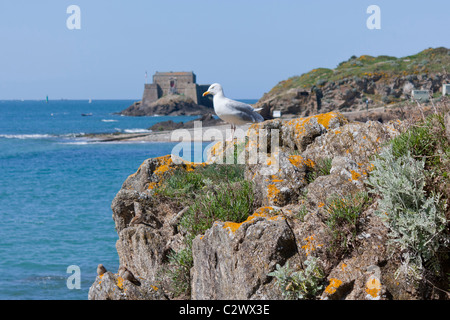 Mouette debout sur des rochers Banque D'Images