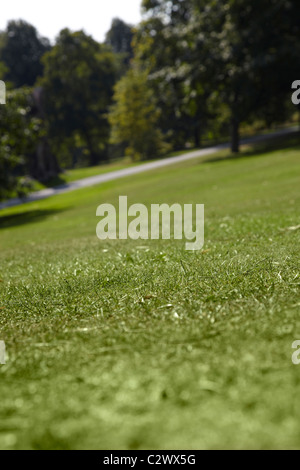 Low angle shot à travers l'herbe dans un parc public à Leeds Angleterre montrant l'herbe et les arbres en dehors de la vue à distance Banque D'Images