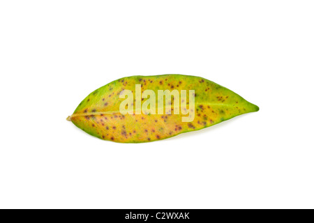 Jasmine jasmine rouille pustules sur la surface supérieure des feuilles sur fond blanc Banque D'Images