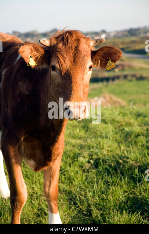 La race bovine Guernsey bullock se tient dans la zone Guernsey Channel Islands Banque D'Images