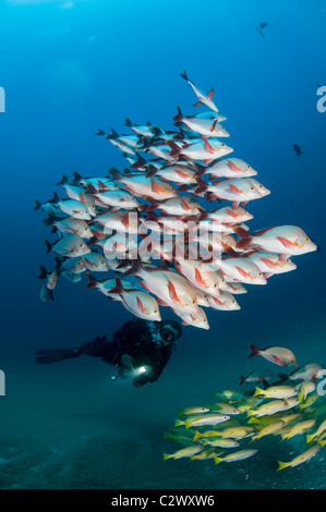 La scolarisation, Lutjanus gibbus vivaneau à bosse, de la baie de Sodwana, Afrique du Sud Banque D'Images